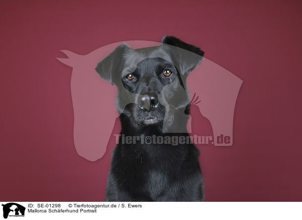 Mallorca Schferhund Portrait / Ca de Bestiar portrait / SE-01298