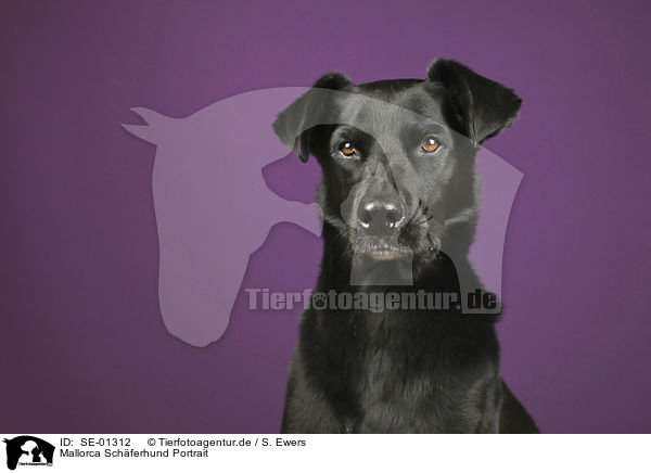 Mallorca Schferhund Portrait / Ca de Bestiar portrait / SE-01312