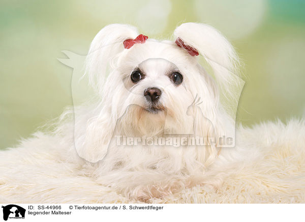 liegender Malteser / lying Maltese / SS-44966