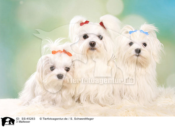 3 Malteser / 3 Maltese / SS-45263