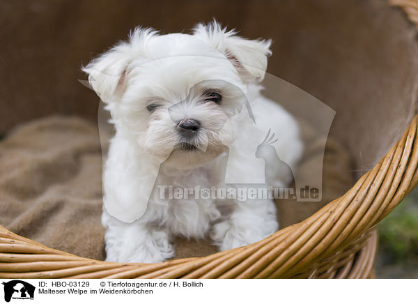 Malteser Welpe im Weidenkrbchen / Maltese Puppy in the wicker basket / HBO-03129