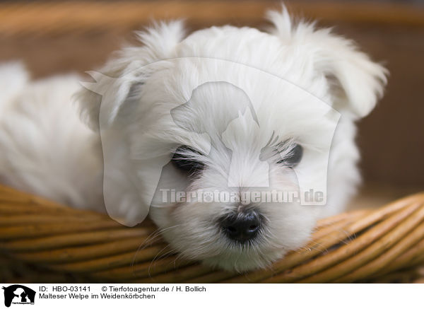 Malteser Welpe im Weidenkrbchen / Maltese Puppy in the wicker basket / HBO-03141