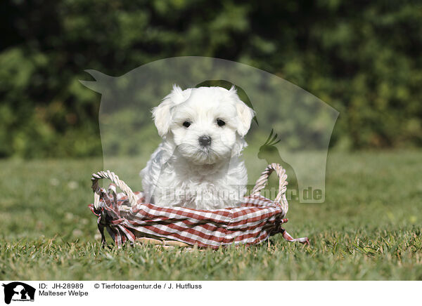 Malteser Welpe / Maltese Puppy / JH-28989