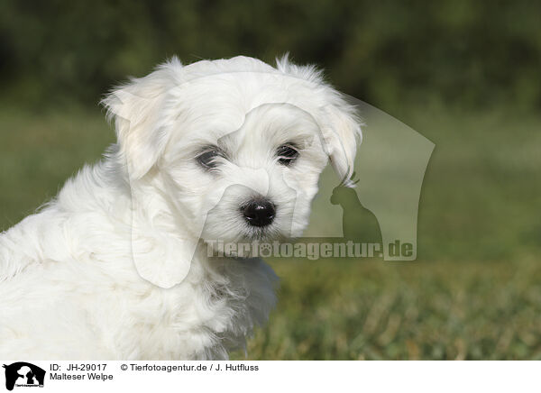 Malteser Welpe / Maltese Puppy / JH-29017