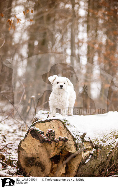 Malteser / Maltese / JAM-05501