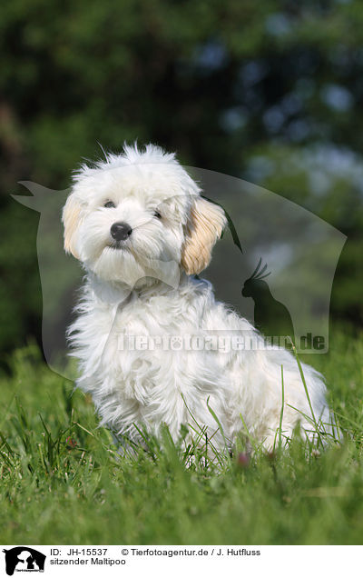 sitzender Maltipoo / sitting Maltipoo / JH-15537