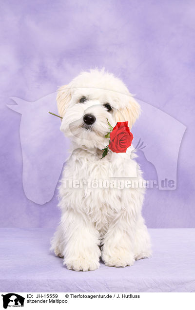 sitzender Maltipoo / JH-15559