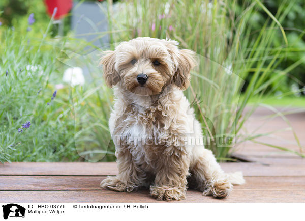 Maltipoo Welpe / Maltipoo Puppy / HBO-03776