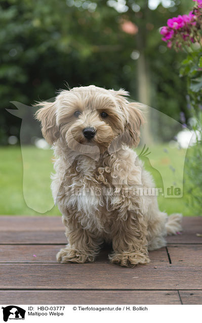 Maltipoo Welpe / Maltipoo Puppy / HBO-03777