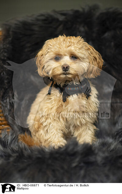 Maltipoo / Maltipoo / HBO-06871