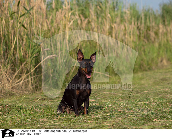 English Toy Terrier / English Toy Terrier / AM-01519