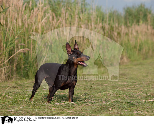 English Toy Terrier / English Toy Terrier / AM-01520