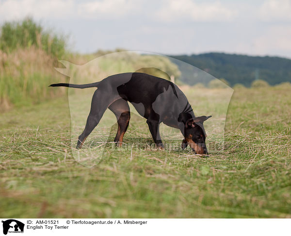 English Toy Terrier / English Toy Terrier / AM-01521