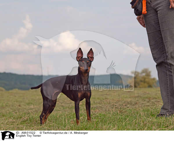 English Toy Terrier / English Toy Terrier / AM-01522