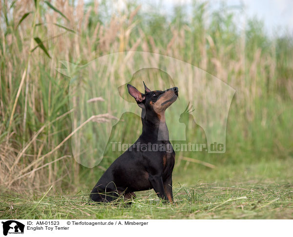 English Toy Terrier / English Toy Terrier / AM-01523