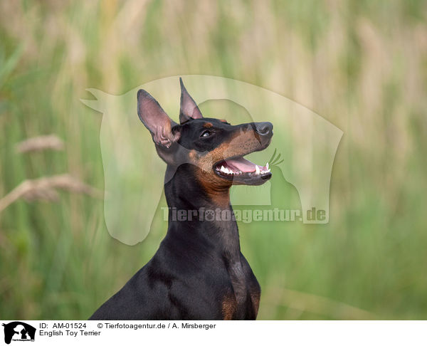 English Toy Terrier / English Toy Terrier / AM-01524