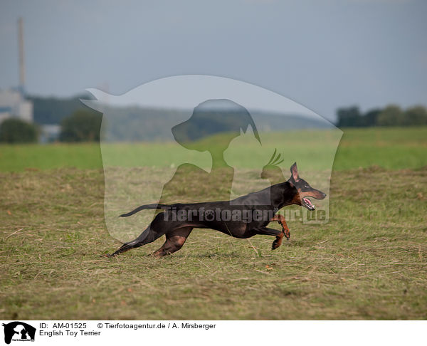 English Toy Terrier / English Toy Terrier / AM-01525