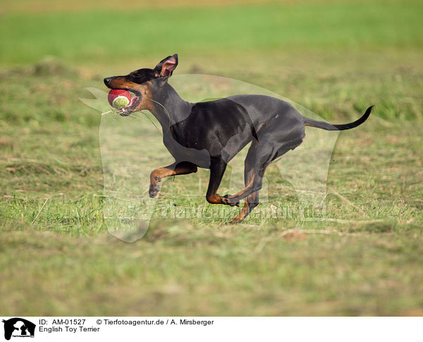 English Toy Terrier / English Toy Terrier / AM-01527