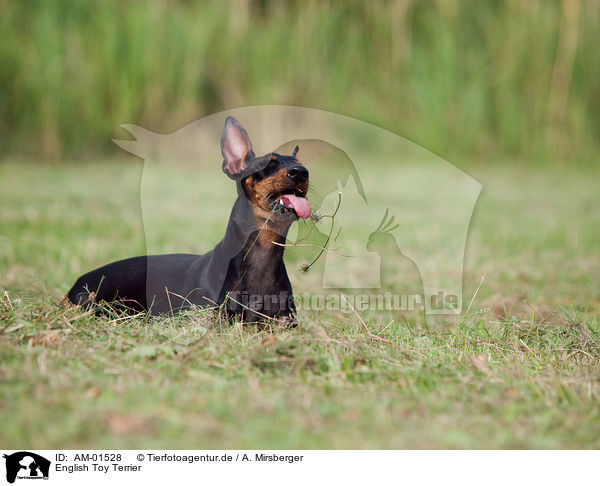 English Toy Terrier / English Toy Terrier / AM-01528
