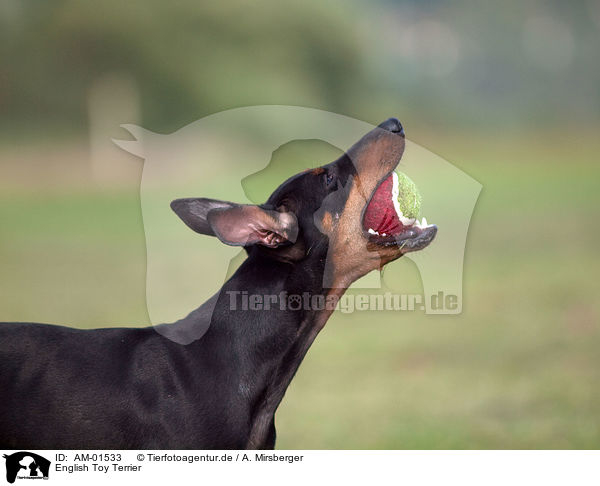 English Toy Terrier / English Toy Terrier / AM-01533
