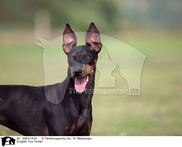 English Toy Terrier / English Toy Terrier / AM-01534
