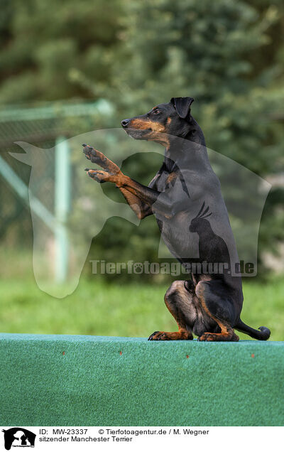 sitzender Manchester Terrier / sitting Manchester Terrier / MW-23337