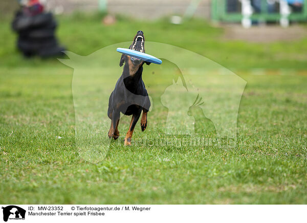 Manchester Terrier spielt Frisbee / MW-23352