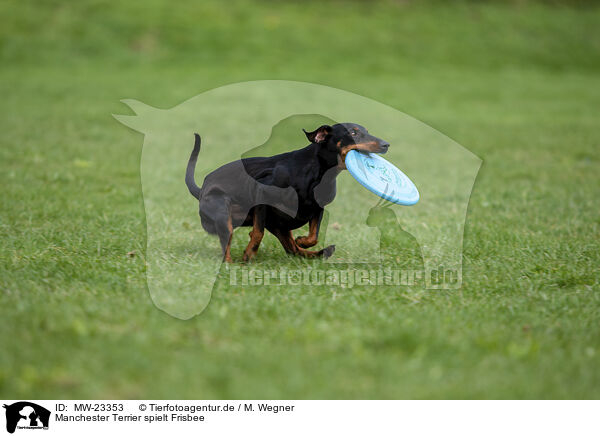 Manchester Terrier spielt Frisbee / MW-23353