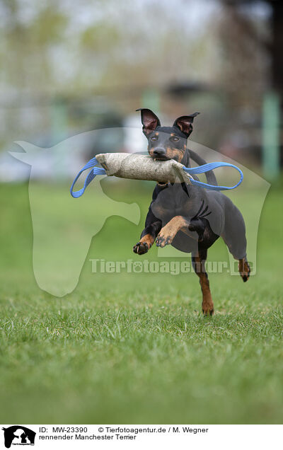 rennender Manchester Terrier / running Manchester Terrier / MW-23390