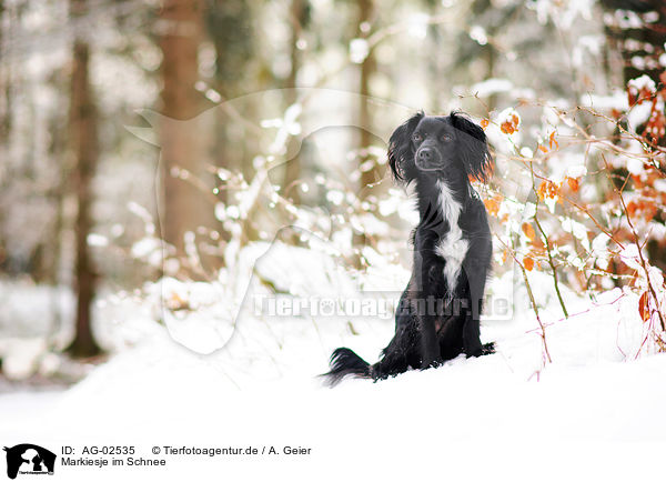 Markiesje im Schnee / AG-02535