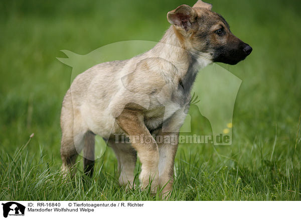 Marxdorfer Wolfshund Welpe / Marxdorfer Wolfdog Puppy / RR-16840