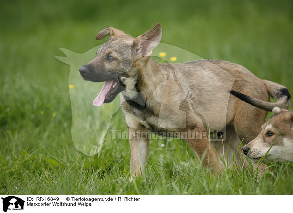 Marxdorfer Wolfshund Welpe / Marxdorfer Wolfdog Puppy / RR-16849