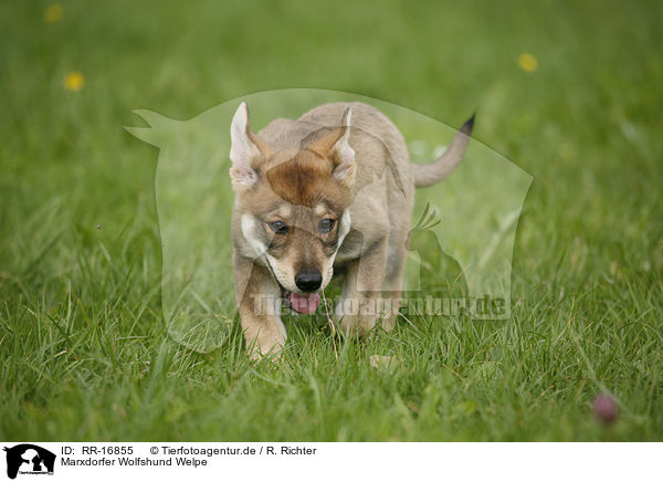 Marxdorfer Wolfshund Welpe / Marxdorfer Wolfdog Puppy / RR-16855