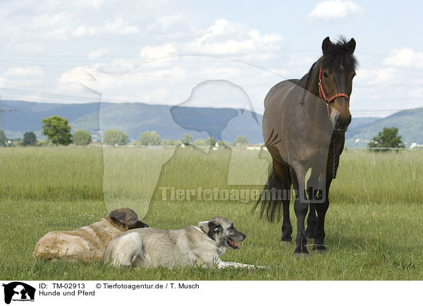 Hunde und Pferd / TM-02913