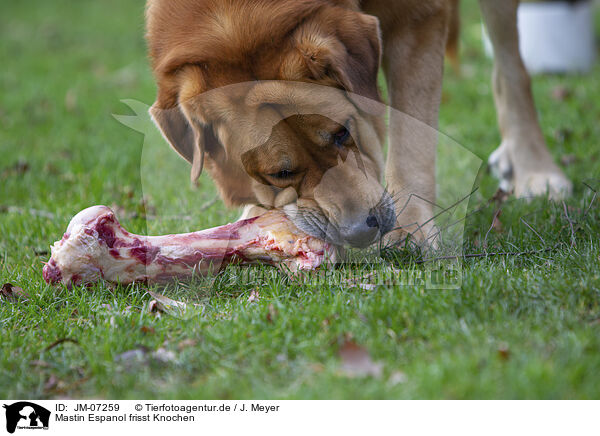 Mastin Espanol frisst Knochen / Mastin Espanol eats bone / JM-07259