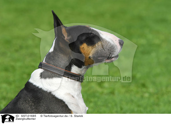 Zwergbullterrier / Miniature Bullterrier / SST-01685