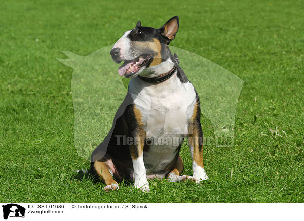 Zwergbullterrier / Miniature Bullterrier / SST-01686