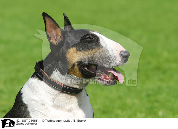 Zwergbullterrier / Miniature Bullterrier / SST-01688