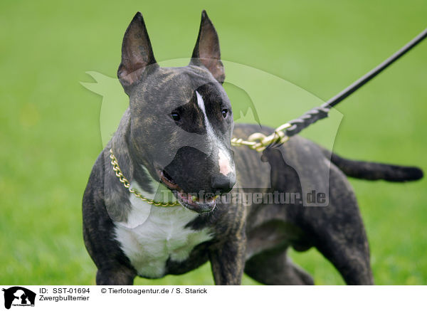 Zwergbullterrier / Miniature Bullterrier / SST-01694