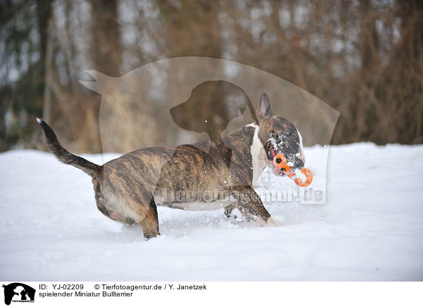 spielender Miniatur Bullterrier / playing Miniature Bullterrier / YJ-02209