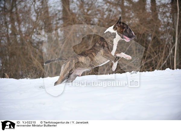 rennender Miniatur Bullterrier / running Miniature Bullterrier / YJ-02210