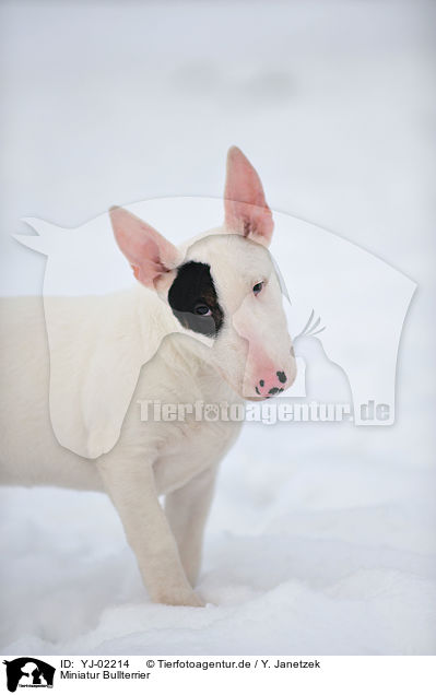 Miniatur Bullterrier / Miniature Bullterrier / YJ-02214