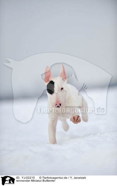 rennender Miniatur Bullterrier / running Miniature Bullterrier / YJ-02215