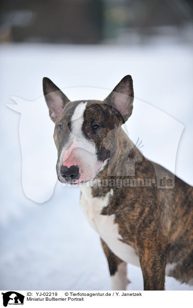 Miniatur Bullterrier Portrait / Miniature Bullterrier Portrait / YJ-02219