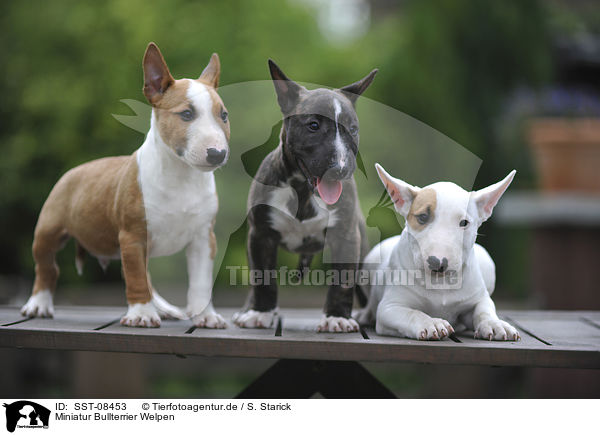 Miniatur Bullterrier Welpen / Miniature Bullterrier Puppies / SST-08453