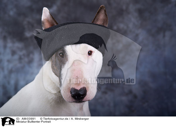 Miniatur Bullterrier Portrait / Miniature Bullterrier Portrait / AM-03991