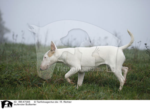 laufender Bullterrier / walking English Bull Terrier / RR-47085