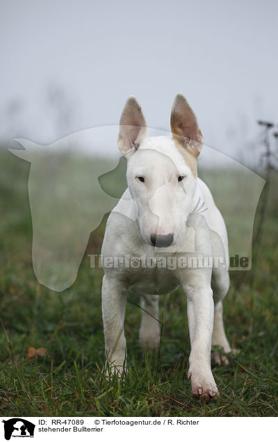 stehender Bullterrier / standing English Bull Terrier / RR-47089