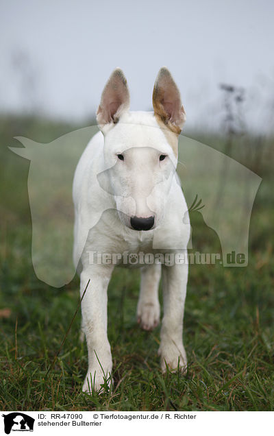 stehender Bullterrier / standing English Bull Terrier / RR-47090