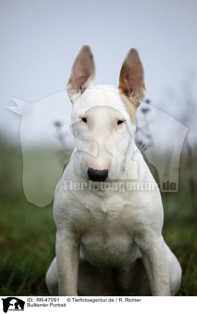 Bullterrier Portrait / English Bull Terrier portrait / RR-47091